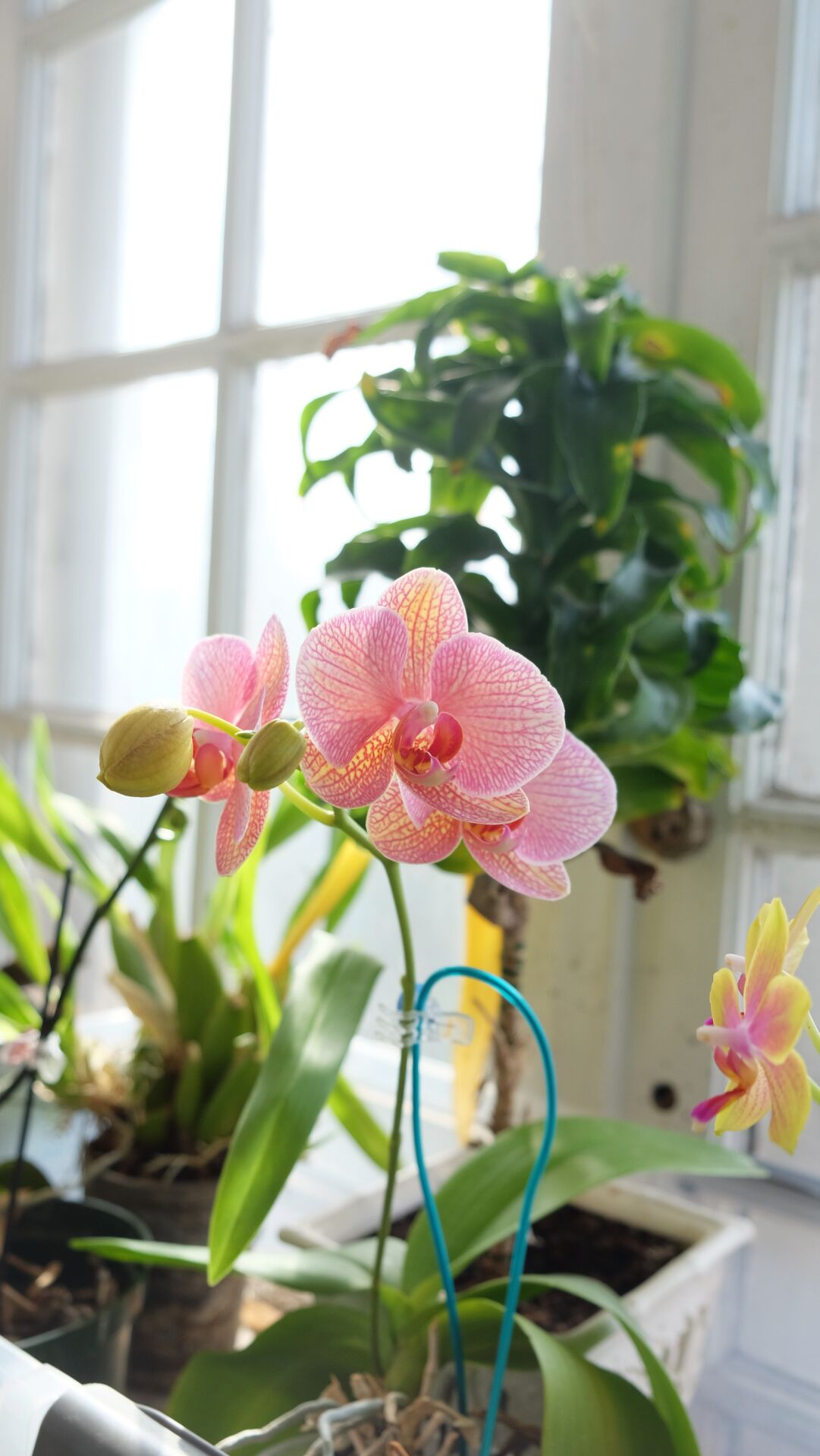 Blushing Beauty